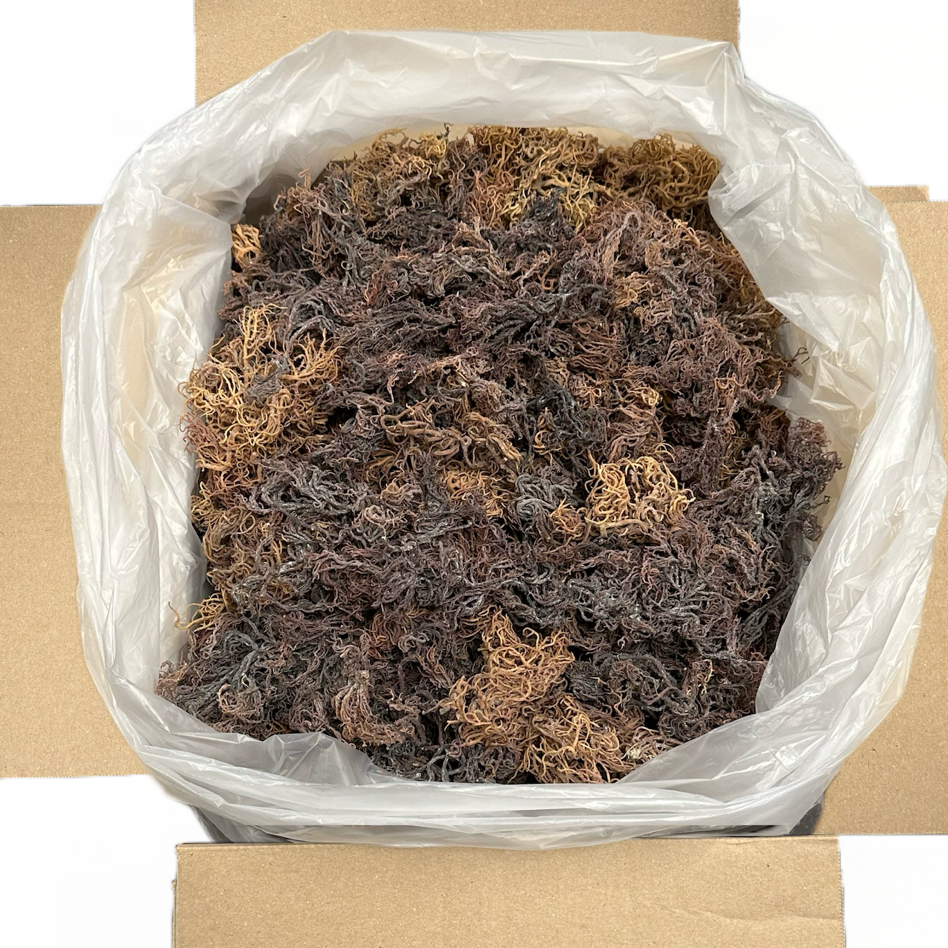 Organic Wildcrafted Sea Moss Full Spectrum Multicolored ( Purple)